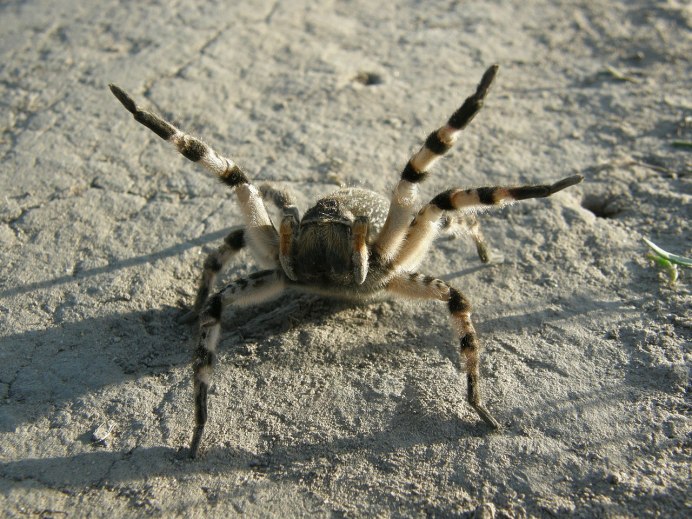 Phormictopus SP. "Green femur"