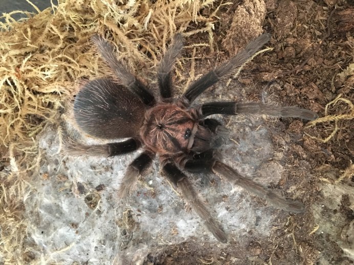 Xenesthis SP. Blue