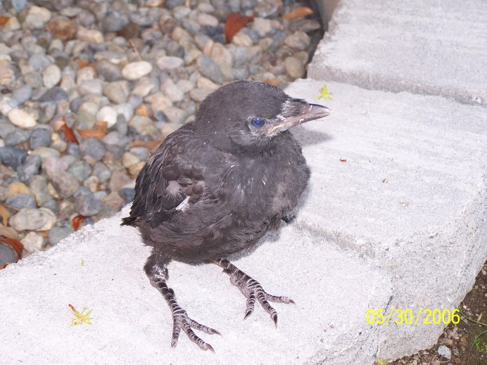 Птенец галки