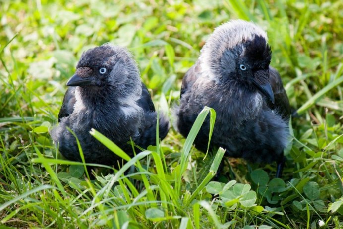 Галка птица птенец