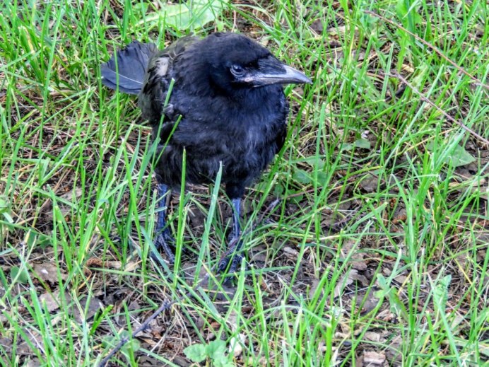Галка и Галчата