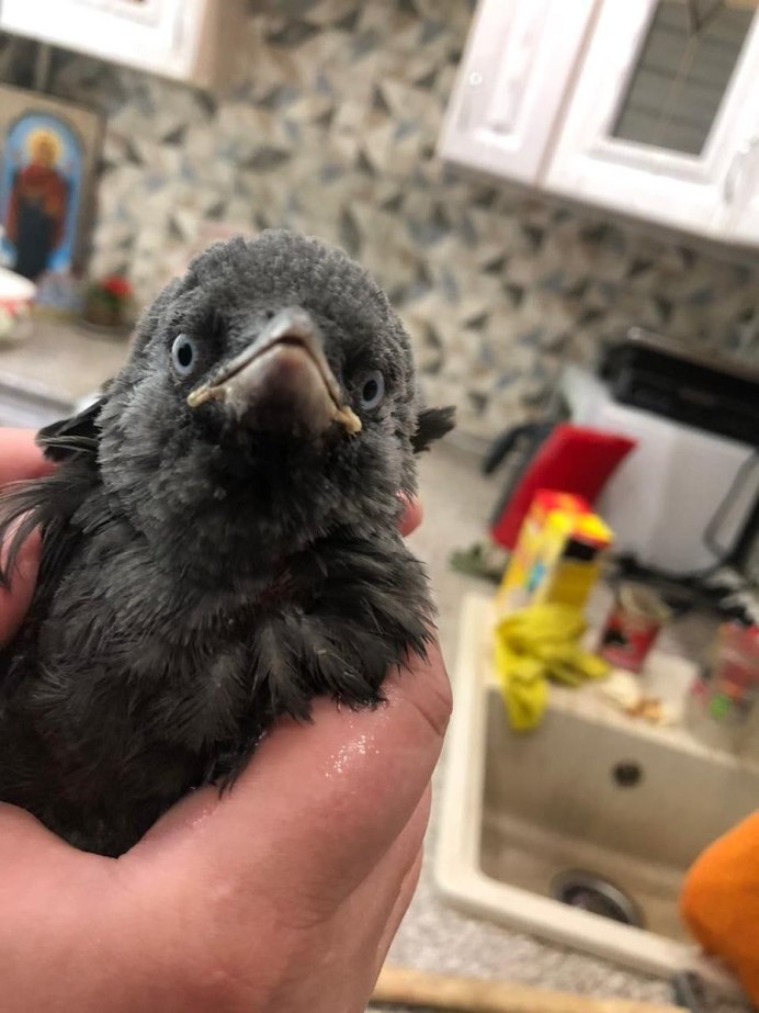 Коростель птенец черный