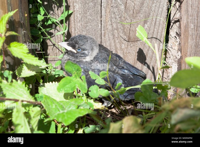 Грач маленький птенец