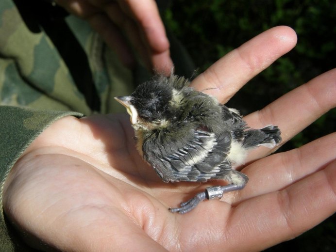 Голодные Галчата