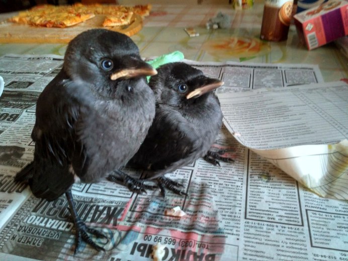 Птенец во́рона