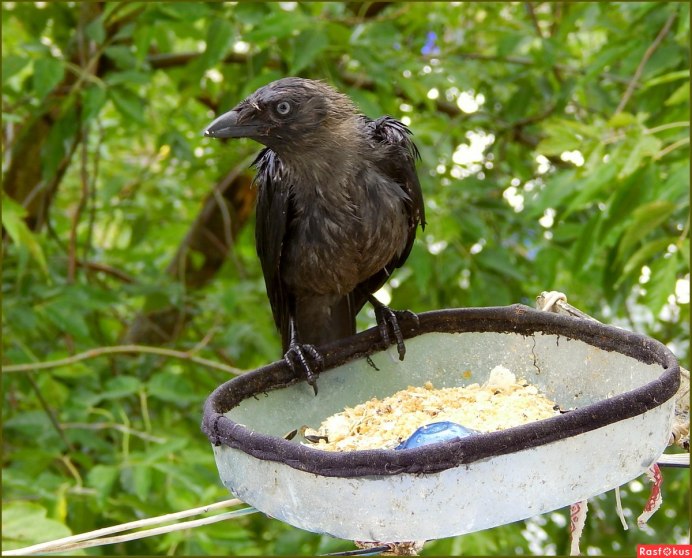 Птица Галка вороненок