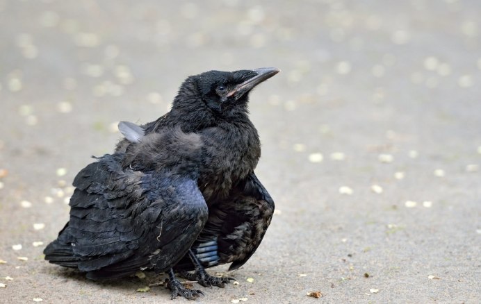 Грачонок птенец