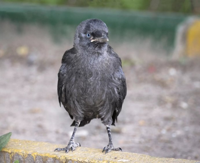 Коростель птенец черный