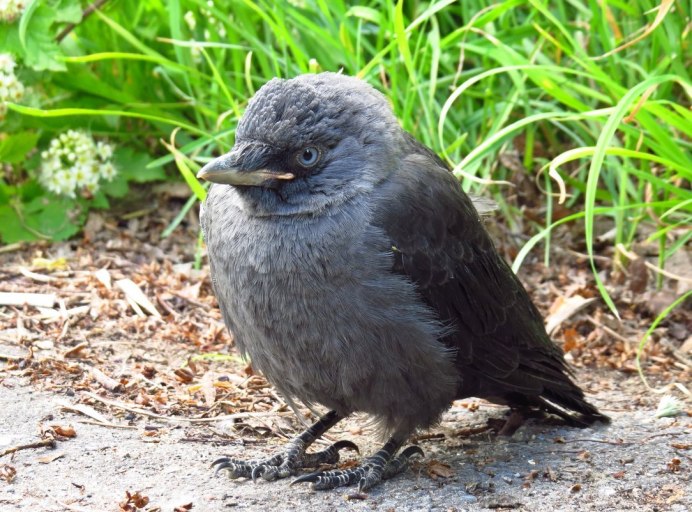 Птенцы слётки вороны