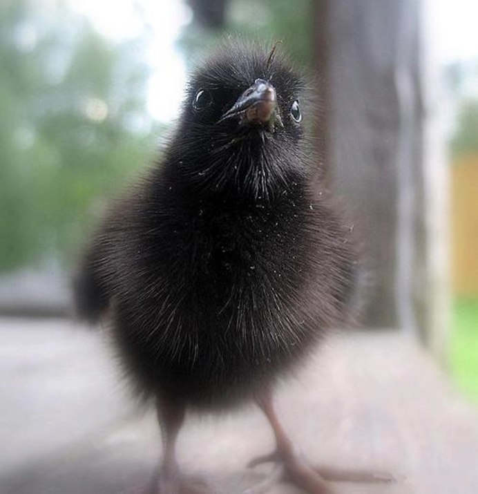 Галка и Галчата