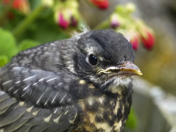 Птенец галки слеток