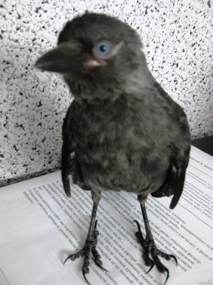 Вороненок птенец вороны