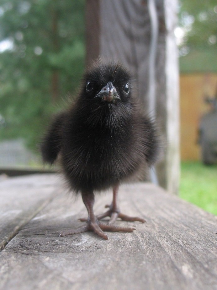 Галчонок слеток