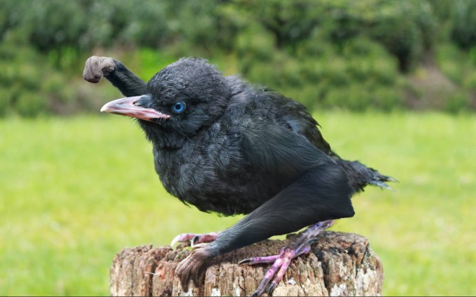 Хохлатая Галка