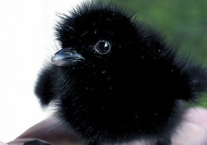 Маленький птенец галки