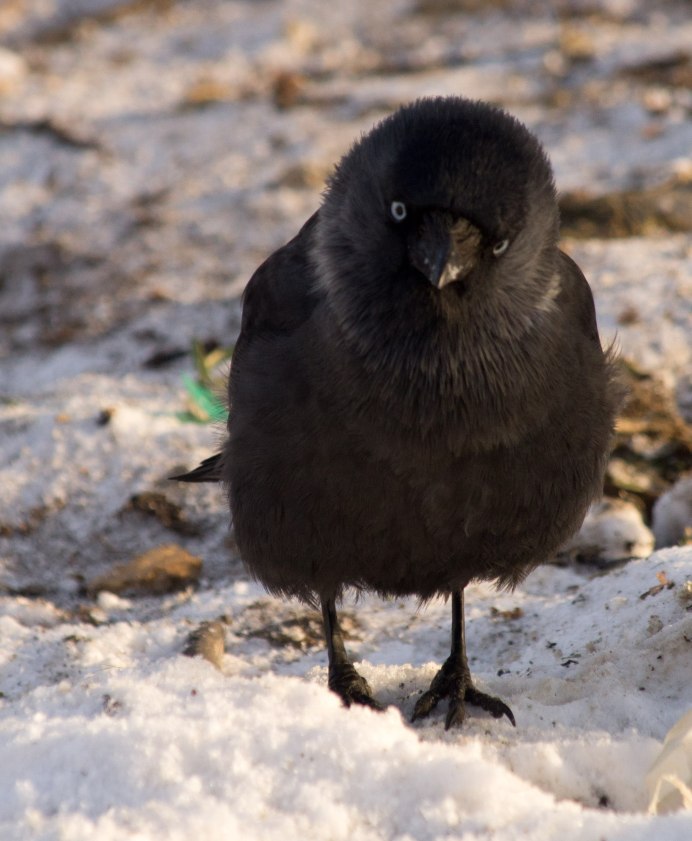 Галка и Галчата