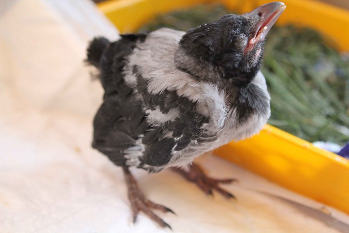 Слеток галки