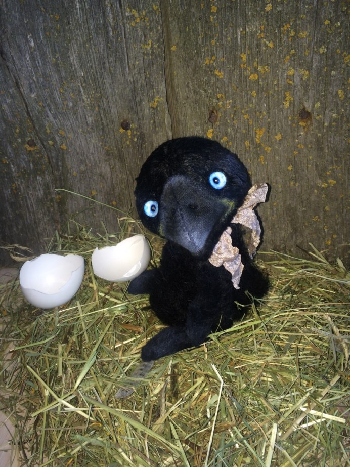 Птенец галки