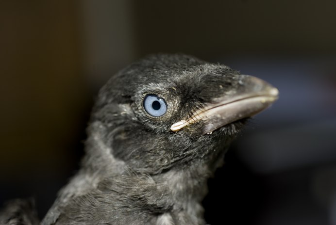 Галка обыкновенная