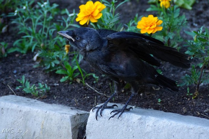 Слеток галки