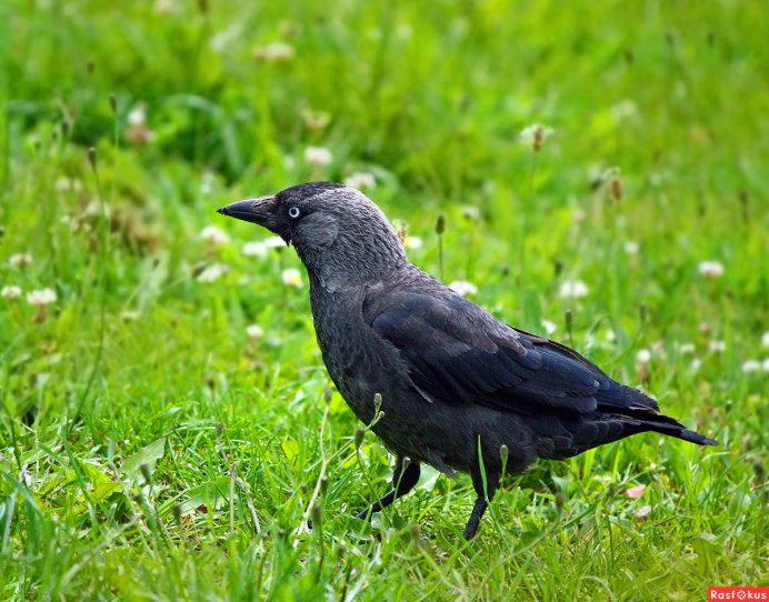 Галчонок фильм 2019