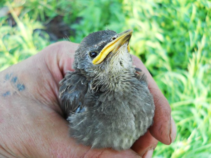 Слеток галки