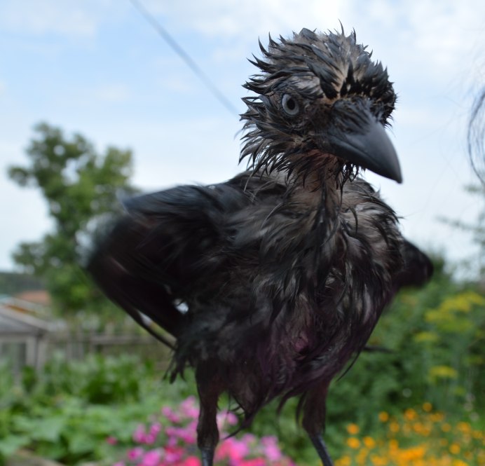 Галчонок Чехов экранизация