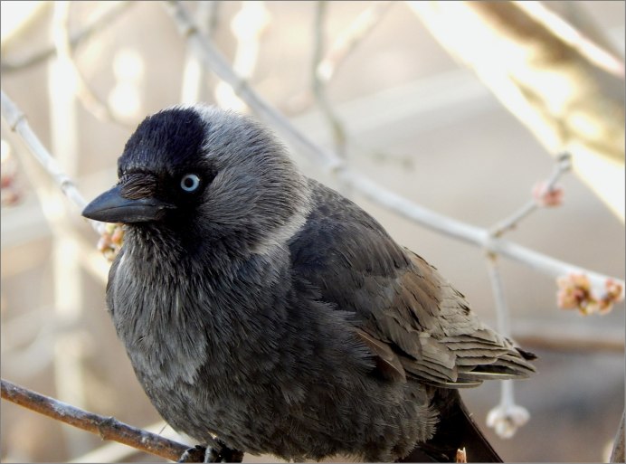 Птенец Грача