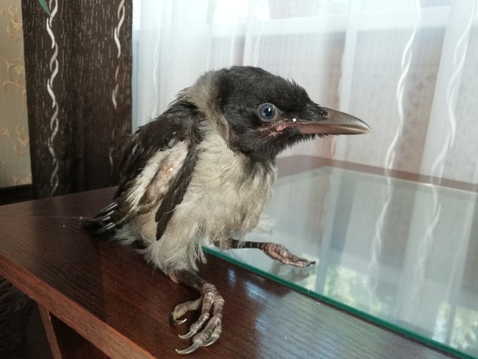 Слеток черного дрозда