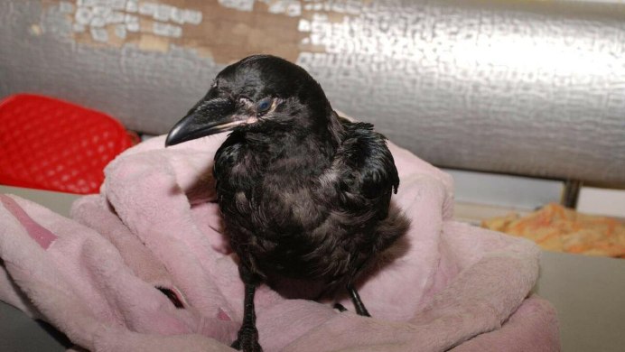 Птенец галки фото