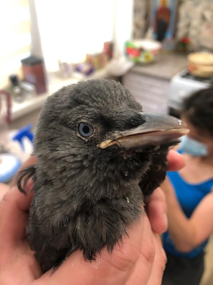 Синяя Галка птица