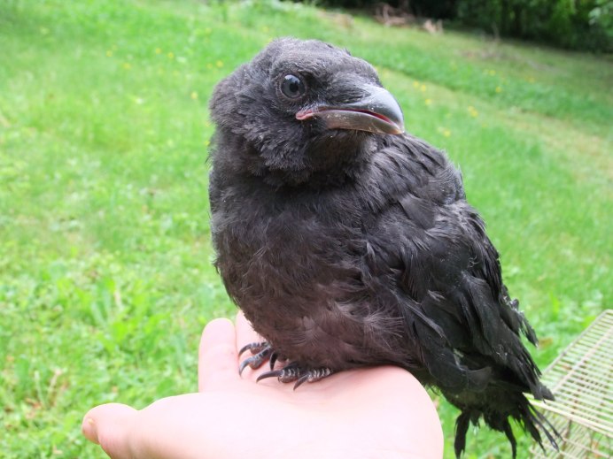 Галчонок фото