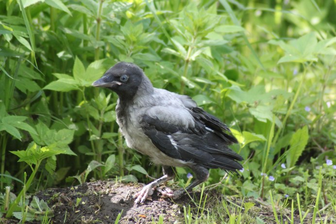 Галка и Галчата