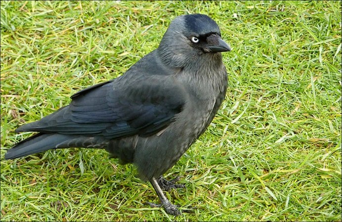 Галка Москва птица