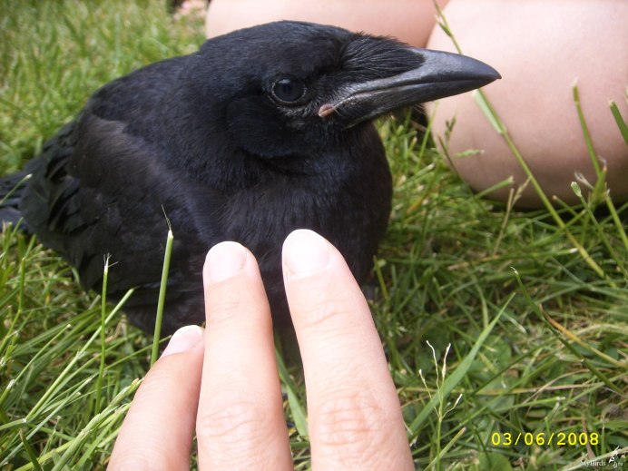 Галка обыкновенная