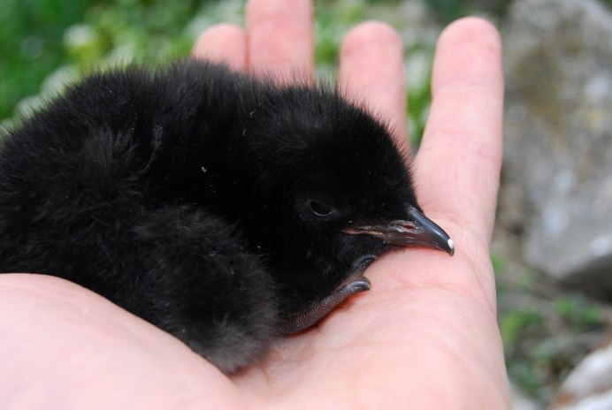 Ворон птенец маленький