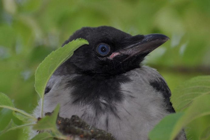Галка обыкновенная
