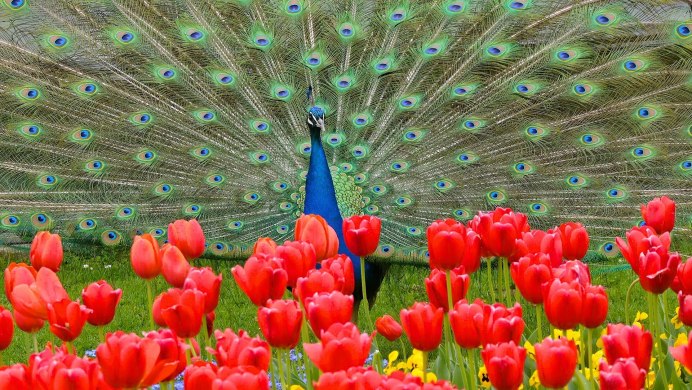 Синий индийский Павлин
