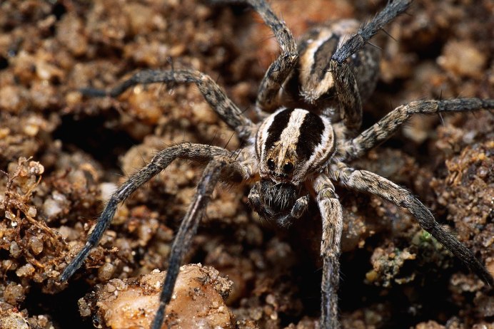Pardosa паук