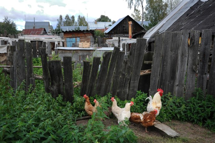 Куры на грядках