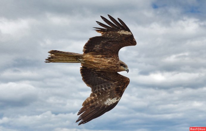 Черный Коршун Milvus Migrans