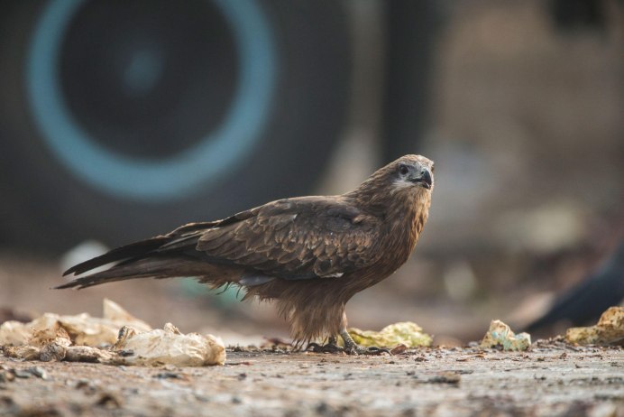 Black Kite Milvus Migrans