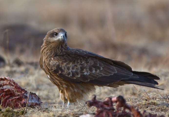Коршун кавказский