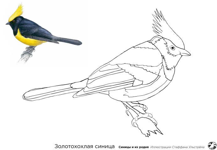 Синичка раскраска