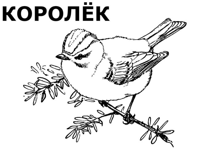 Зимующие птицы раскраска Снегирь