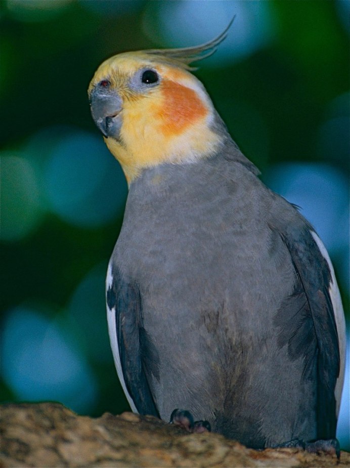 Корелла Cockatiel