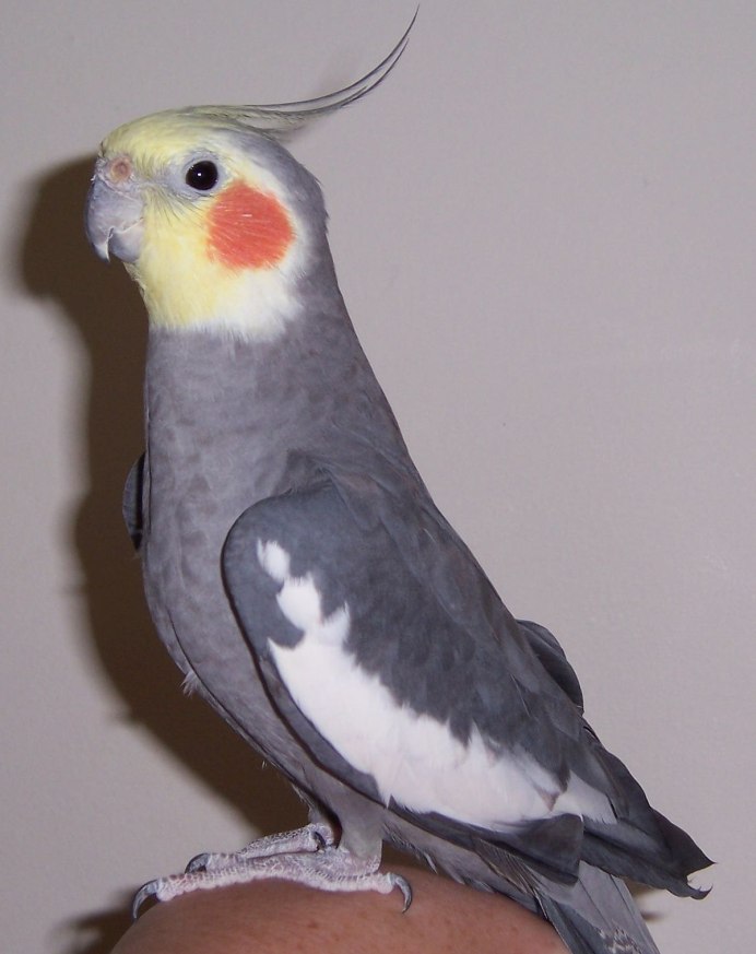 Корелла Cockatiel