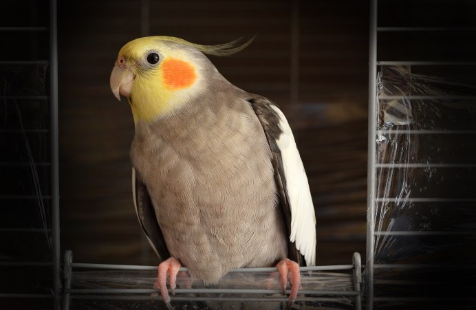 Корелла Cockatiel