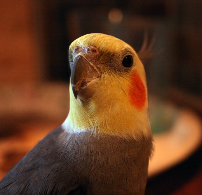 Cockatiel Cries tears