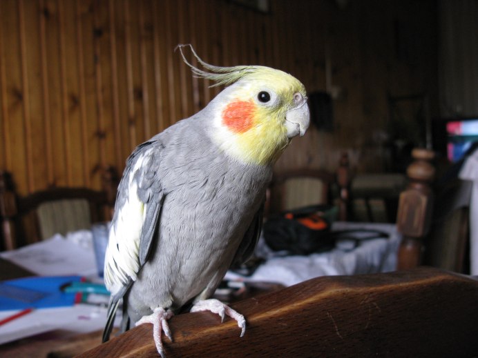 Корелла альбинос